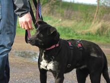 ADELA, Hund, Labrador Retriever-Mix in Ungarn - Bild 8