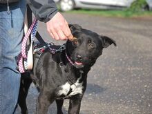 ADELA, Hund, Labrador Retriever-Mix in Ungarn - Bild 9