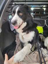 ARKANI, Hund, Mischlingshund in Overath