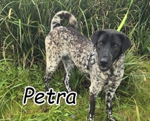 PETRA, Hund, Mischlingshund in Portugal