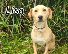 LISA, Hund, Mischlingshund in Portugal