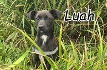 LUAH, Hund, Mischlingshund in Portugal