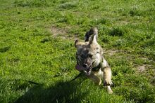 WINSTON, Hund, Mischlingshund in Rumänien - Bild 2