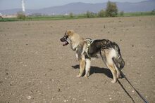 WINSTON, Hund, Mischlingshund in Rumänien - Bild 3