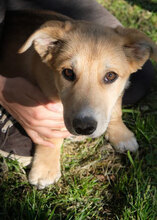 LINUS, Hund, Mischlingshund in Bulgarien