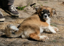 JENNY, Hund, Mischlingshund in Bulgarien