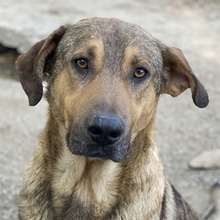 NOVO, Hund, Mischlingshund in Griechenland - Bild 1