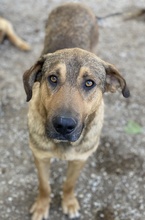 NOVO, Hund, Mischlingshund in Griechenland - Bild 10