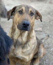 NOVO, Hund, Mischlingshund in Griechenland - Bild 4