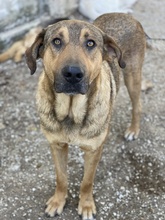 NOVO, Hund, Mischlingshund in Griechenland - Bild 8