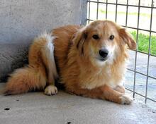 JONATHEN, Hund, Mischlingshund in Italien - Bild 1