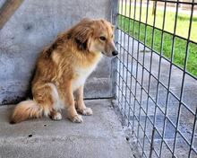 JONATHEN, Hund, Mischlingshund in Italien - Bild 2