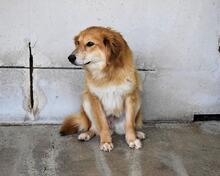 JONATHEN, Hund, Mischlingshund in Italien - Bild 3