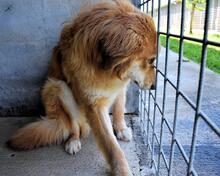 JONATHEN, Hund, Mischlingshund in Italien - Bild 4
