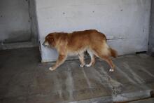 JONATHEN, Hund, Mischlingshund in Italien - Bild 5