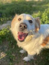 KIRA, Hund, Border Collie-Golden Retriever-Mix in Spanien