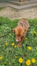 FANTA, Hund, Mischlingshund in Polen