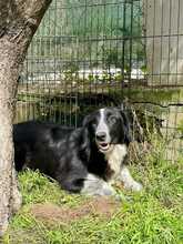 GIGLIOLA, Hund, Border Collie-Mix in Italien - Bild 1