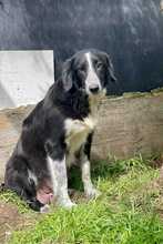 GIGLIOLA, Hund, Border Collie-Mix in Italien - Bild 2