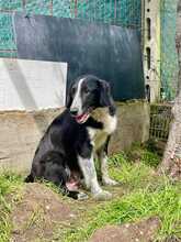 GIGLIOLA, Hund, Border Collie-Mix in Italien - Bild 3