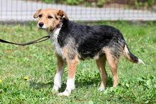 PIANKA, Hund, Mischlingshund in Polen