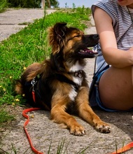 MOMO, Hund, Mischlingshund in Hannover