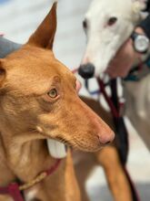 GEPETTO, Hund, Podenco in Spanien - Bild 1