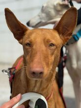 GEPETTO, Hund, Podenco in Spanien - Bild 3