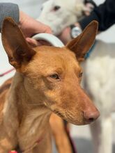 GEPETTO, Hund, Podenco in Spanien - Bild 5