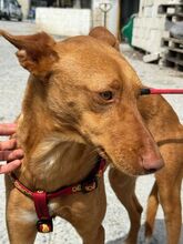 GEPETTO, Hund, Podenco in Spanien - Bild 6