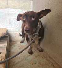 MELLI, Hund, Mischlingshund in Spanien
