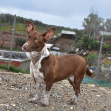 MELLI, Hund, Mischlingshund in Spanien - Bild 3