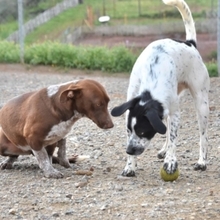 MELLI, Hund, Mischlingshund in Spanien - Bild 5