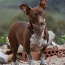 MELLI, Hund, Mischlingshund in Spanien - Bild 6