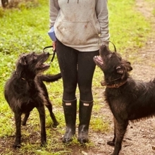 LENNY, Hund, Mischlingshund in Portugal - Bild 5