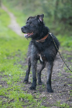 OSLO, Hund, Mischlingshund in Portugal - Bild 2