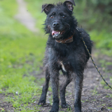 OSLO, Hund, Mischlingshund in Portugal - Bild 3