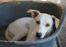 RUBEN, Hund, Mischlingshund in Italien - Bild 11