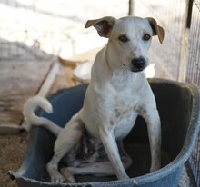 RUBEN, Hund, Mischlingshund in Italien - Bild 12