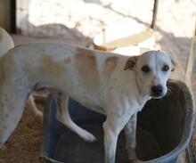 RUBEN, Hund, Mischlingshund in Italien - Bild 13