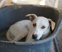 RUBEN, Hund, Mischlingshund in Italien - Bild 14