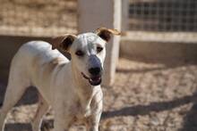 RUBEN, Hund, Mischlingshund in Italien - Bild 16