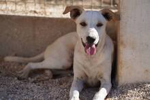 RUBEN, Hund, Mischlingshund in Italien - Bild 17