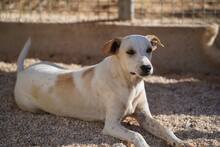 RUBEN, Hund, Mischlingshund in Italien - Bild 18