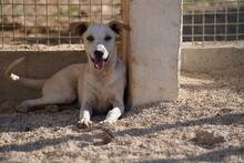 RUBEN, Hund, Mischlingshund in Italien - Bild 19