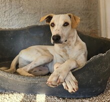 RUBEN, Hund, Mischlingshund in Italien - Bild 2