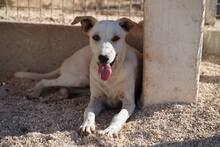 RUBEN, Hund, Mischlingshund in Italien - Bild 21