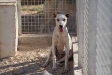 RUBEN, Hund, Mischlingshund in Italien - Bild 24