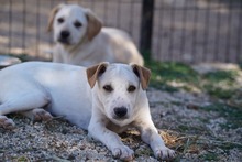 RUBEN, Hund, Mischlingshund in Italien - Bild 26