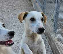 RUBEN, Hund, Mischlingshund in Italien - Bild 27